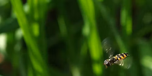 City Nature Challenge Pollinator Workshop