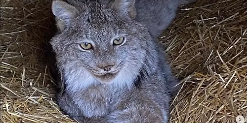 Wildlife Encounters Animal Show