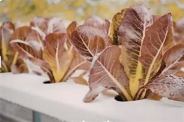 Soilless Gardening