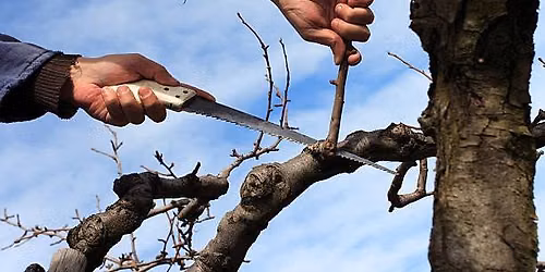 Tree Maintenance Workshop