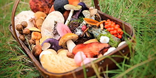 Foraging Hike with Nature Guide Alora through The Aftermath Agency