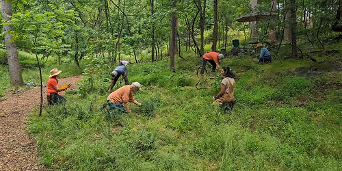 Stewardship Workday: Invasive Plant Removal at Rocky Branch!