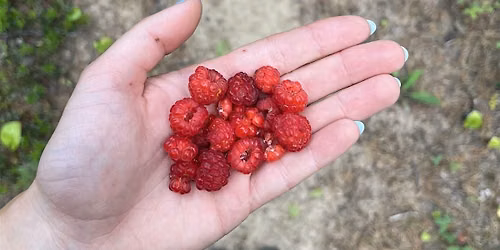 Silverberry Food Forest- Root for Trees