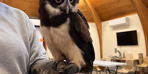 Owl Appreciation Paint n\u2019 Sip