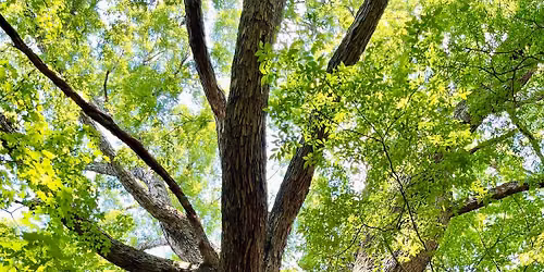 Tree Walk with a Naturalist