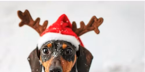 Weenie Wonderland Meet Up \u2744\ufe0f