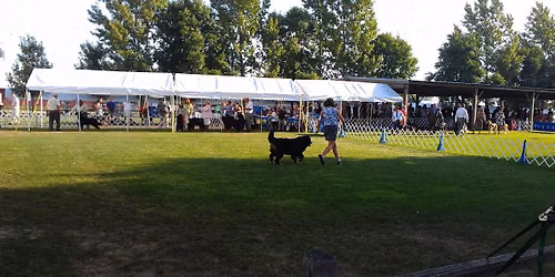 2026 SCVKC 4-Day August Dog Show Cluster
