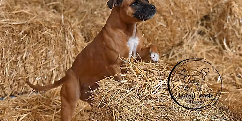 Cudahy Kennel Club Barn Hunt Trial August 7 - 9, 2026