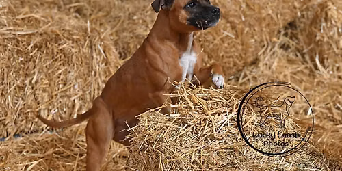Cudahy Kennel Club Barn Hunt Trial August 7 - 9, 2026