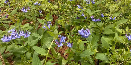 Spring Ephemeral Wildflower Walk