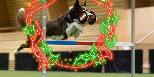 Obedience z\u00e1vod Winter Cup VIII. - CACT + speci\u00e1l mal\u00fdch plemen