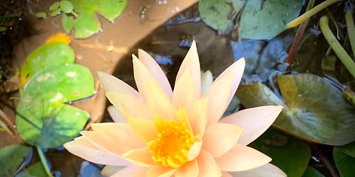 Summer \ud83c\udf1e Solstice Sister Day ~ Medicine Dance Sanctuary