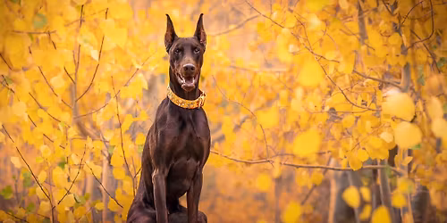 Canine Good Citizen Test