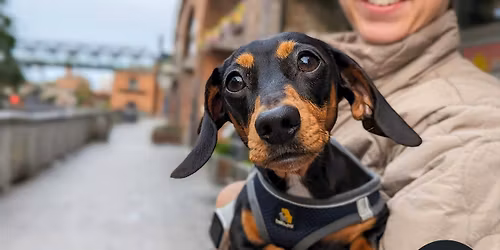  Dachshund Pup Up Cafe - Reading