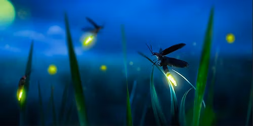 Riverview Firefly Presentation