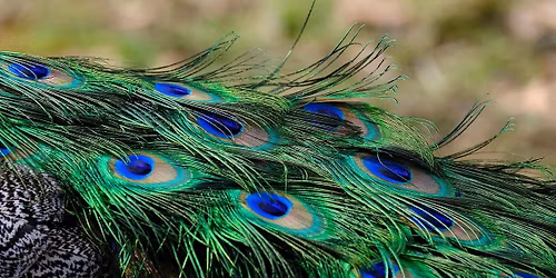 Novemberi hordoz\u00f3s klub Tat\u00e1n - Ingyenes