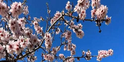 Explorando la Quinta de los Molinos: Un Paseo Bot\u00e1nico, Primaveral e Hist\u00f3rico entre Almendros en Flor
