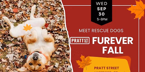 Meet Rescue Dogs: Furever Fall on Pratt St Hartford CT
