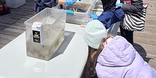 Nature in Your Neighborhood: Meet the Estuary Creatures!