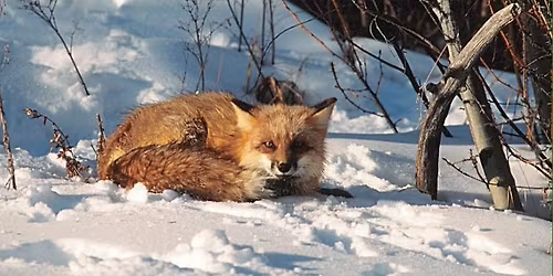 Ohio Mammals: Past & Present (All Ages)