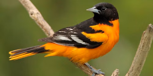 Wings Over Lake Erie: Fall Bird Migration