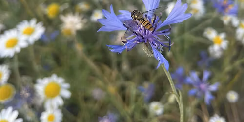 Nature Connection session @ Grow Wilder