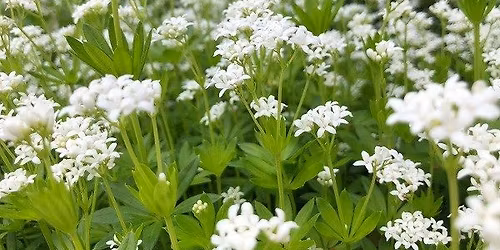 Nottingham Wild Food Foraging Walk\/Course