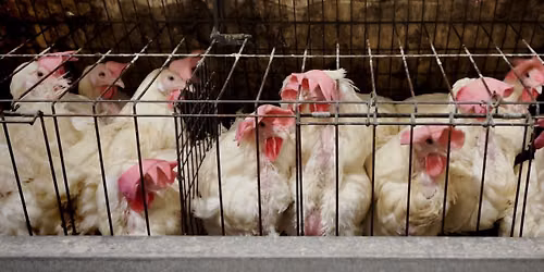 (13 Cities!) Stop Cage Cruelty: CEO Profit vs Animal Welfare