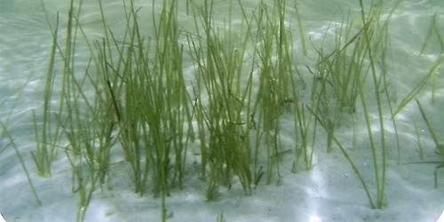 IRL Eyes on Seagrass Stewardship Workshop