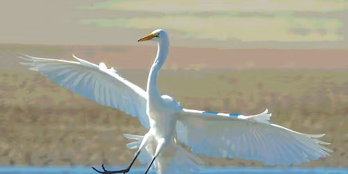 For the Birds ~ An Artful Fundraiser