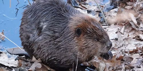 Beavers in the Berkshires