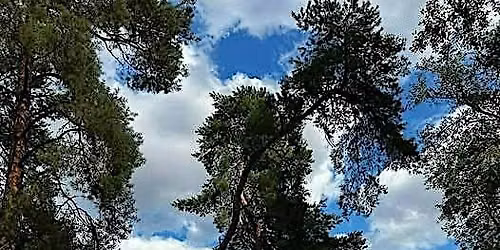 Forest Bathing Session