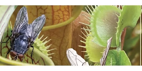 Carnivorous Plant Show & Sale with Courting Frogs Nursery! 
