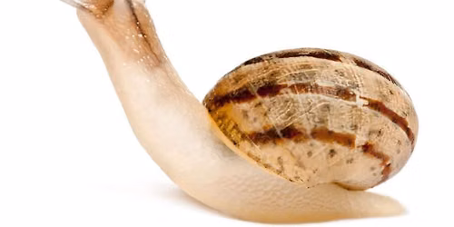 Nature Discovery Table: Marvelous Mollusks