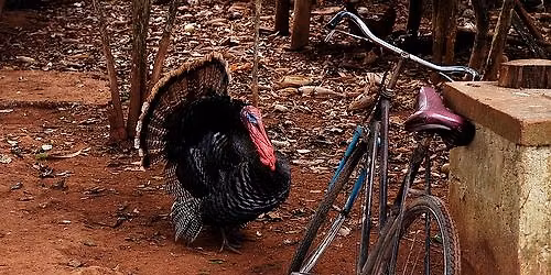 LMBC Annual Turkey Day Ride