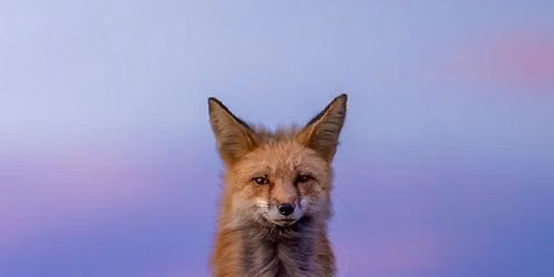 The Art of Wildlife Photography: A Beginner\u2019s Guide with Jack Small