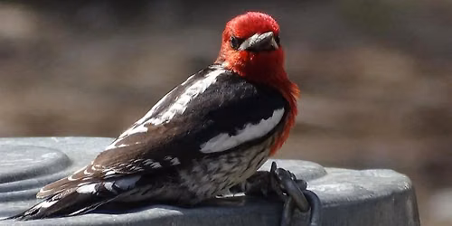 Alpine Forest Birding With Robin