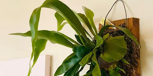 L.O.C.A  Staghorn Fern Mounting Workshop