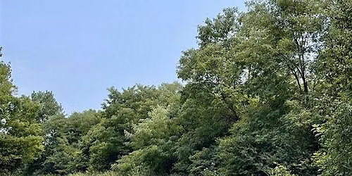 Sunday Stroll: Crooked Branch Greenway (Challenge # 2)