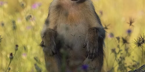 Art of Wildlife Photography