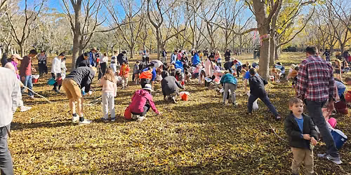 Pecan Picking at Somersby Central Coast