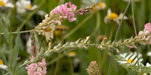 Identification of the Wild Flowers of Our Commons