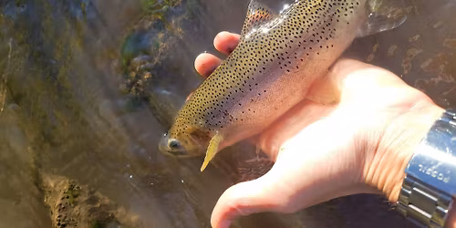 NTC x AFS Mid Canada Chapter - Social\/Trivia Night