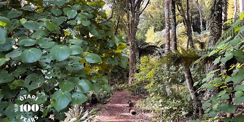 An introduction to Wellington\u2019s common native plants 