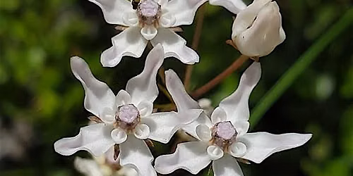 Liminal Spaces: Describing the Habitat of Florida Milkweed, Asclepias feayi