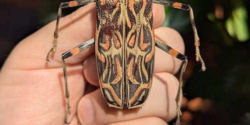 Insect Pinning Class: Harlequin Beetle