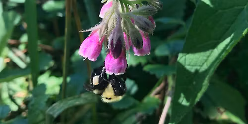 Plant\/Seed\/Book Swap