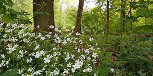 North Notts Group Talk: The Story of an Ancient Woodland with Michael Walker
