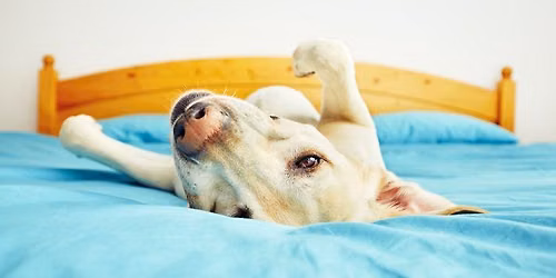 Canine First Aid Training 