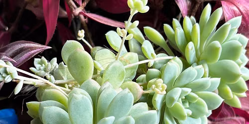 Plant Exchange